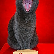 Lune participe au concours pour gagner de l'argent avec cette photo : cat, gray_cat, yawning, mouth_open, teeth, tongue, fur, pet, animal, red_background, holiday_card, joyeux_noel, christmas, festive, greeting_card, portrait, sitting, indoor, cute, feline