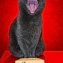 cat, gray_cat, yawning, mouth_open, teeth, tongue, fur, pet, animal, red_background, holiday_card, joyeux_noel, christmas, festive, greeting_card, portrait, sitting, indoor, cute, feline