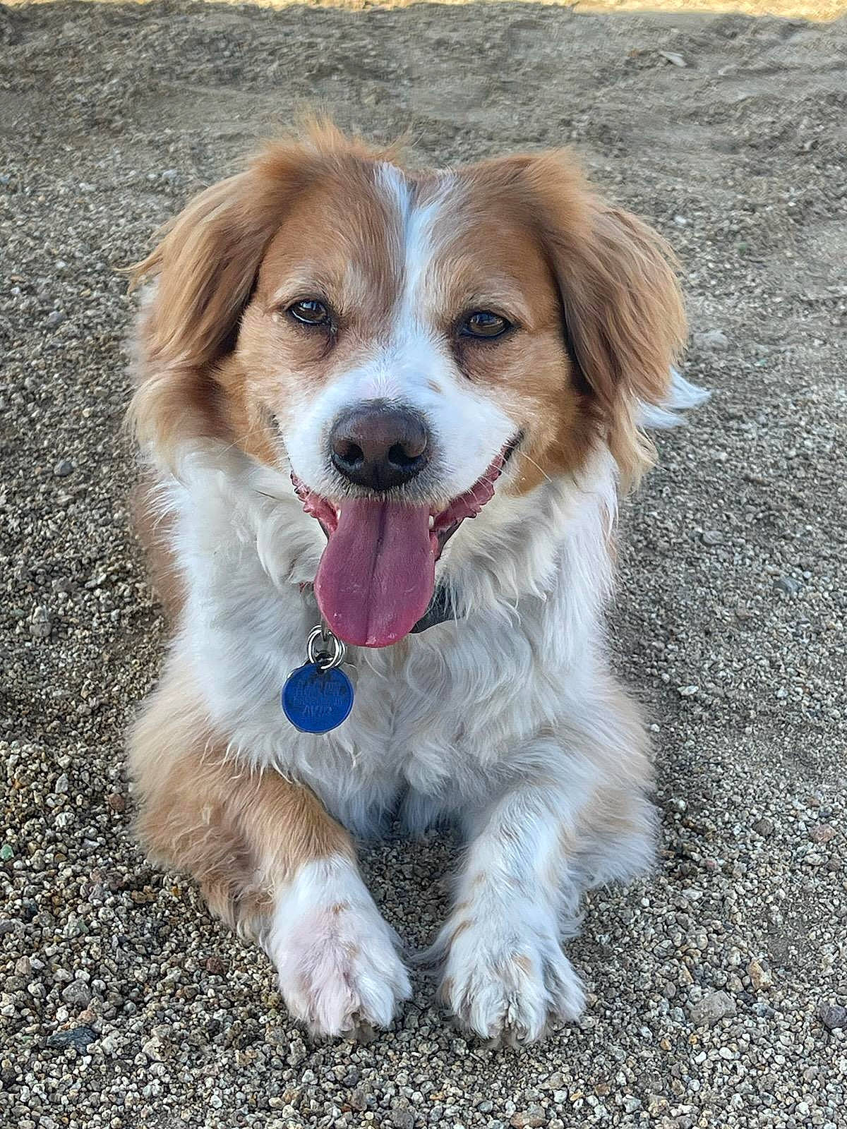 Charlie joined the competition — help win amazing prizes! canidae, carnivore, companion_dog, dog, dog_breed, fawn, fur, liver, plant, road_surface, small_greek_domestic_dog, snout, sporting_group, terrestrial_animal, whiskers, working_dog