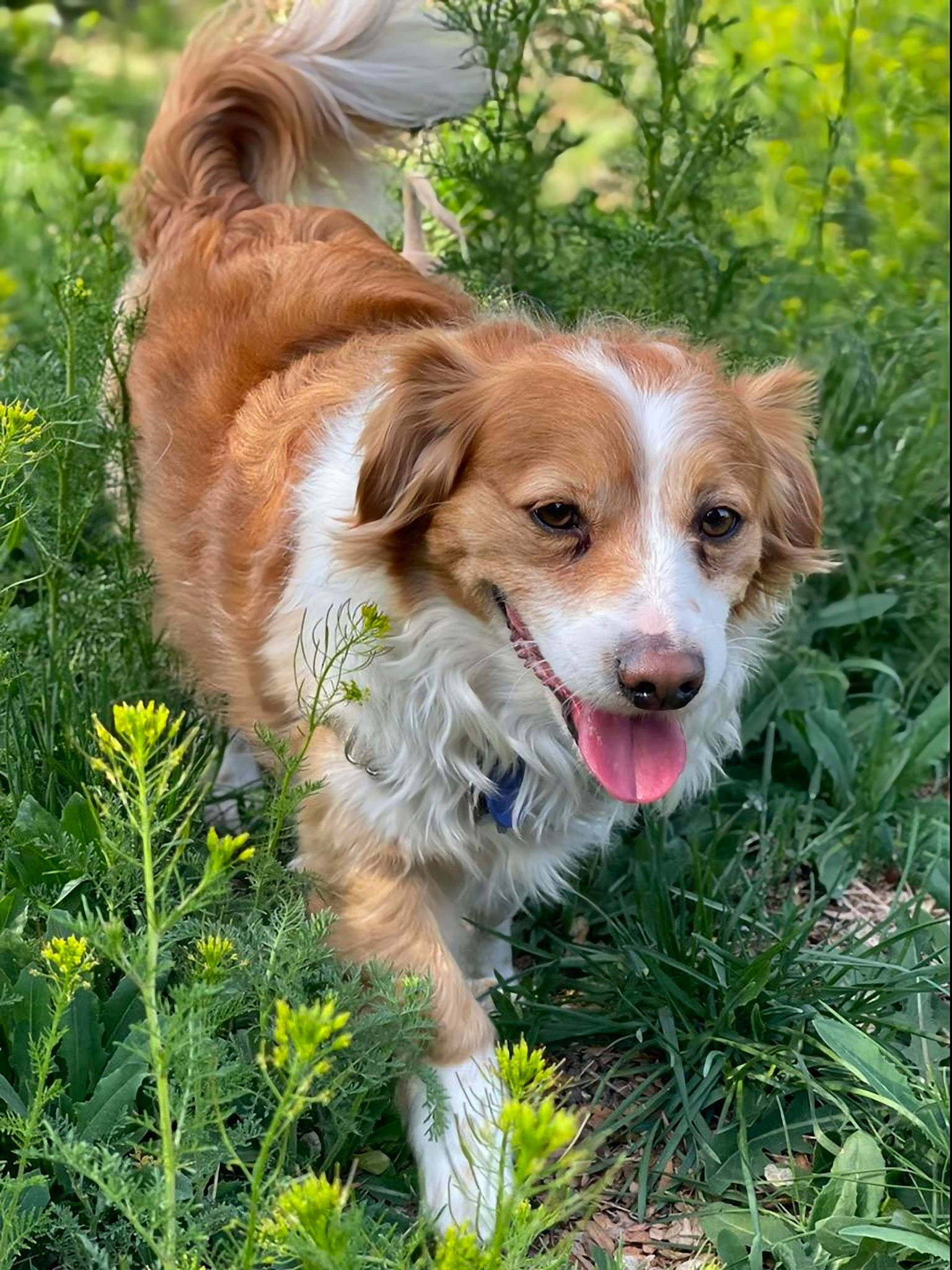 Charlie joined the competition — help win amazing prizes! canidae, carnivore, companion_dog, dog, dog_breed, fawn, flower, fur, grass, groundcover, herbaceous_plant, liver, plant, puppy, snout, sporting_group, terrestrial_animal, tree, whiskers, working_dog
