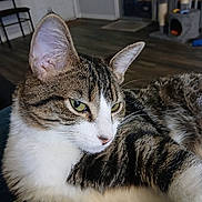 Stella May is registered to the contest to win money with this photo: cat, tabby_cat, indoor, pet, animal, feline, close_up, relaxed, green_eyes, whiskers, fur, ears, nose, laying_down, home, cat_tree, wood_floor, chair, domestic_cat, cute
