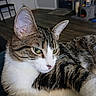cat, tabby_cat, indoor, pet, animal, feline, close_up, relaxed, green_eyes, whiskers, fur, ears, nose, laying_down, home, cat_tree, wood_floor, chair, domestic_cat, cute