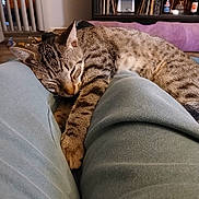 Max Mcgee is registered to the contest to win money with this photo: cat, tabby_cat, sleeping, legs, pants, indoor, living_room, furniture, shelf, cushion, relaxation, pet, cozy, sleep, resting, animal, striped, comfort, home, casual