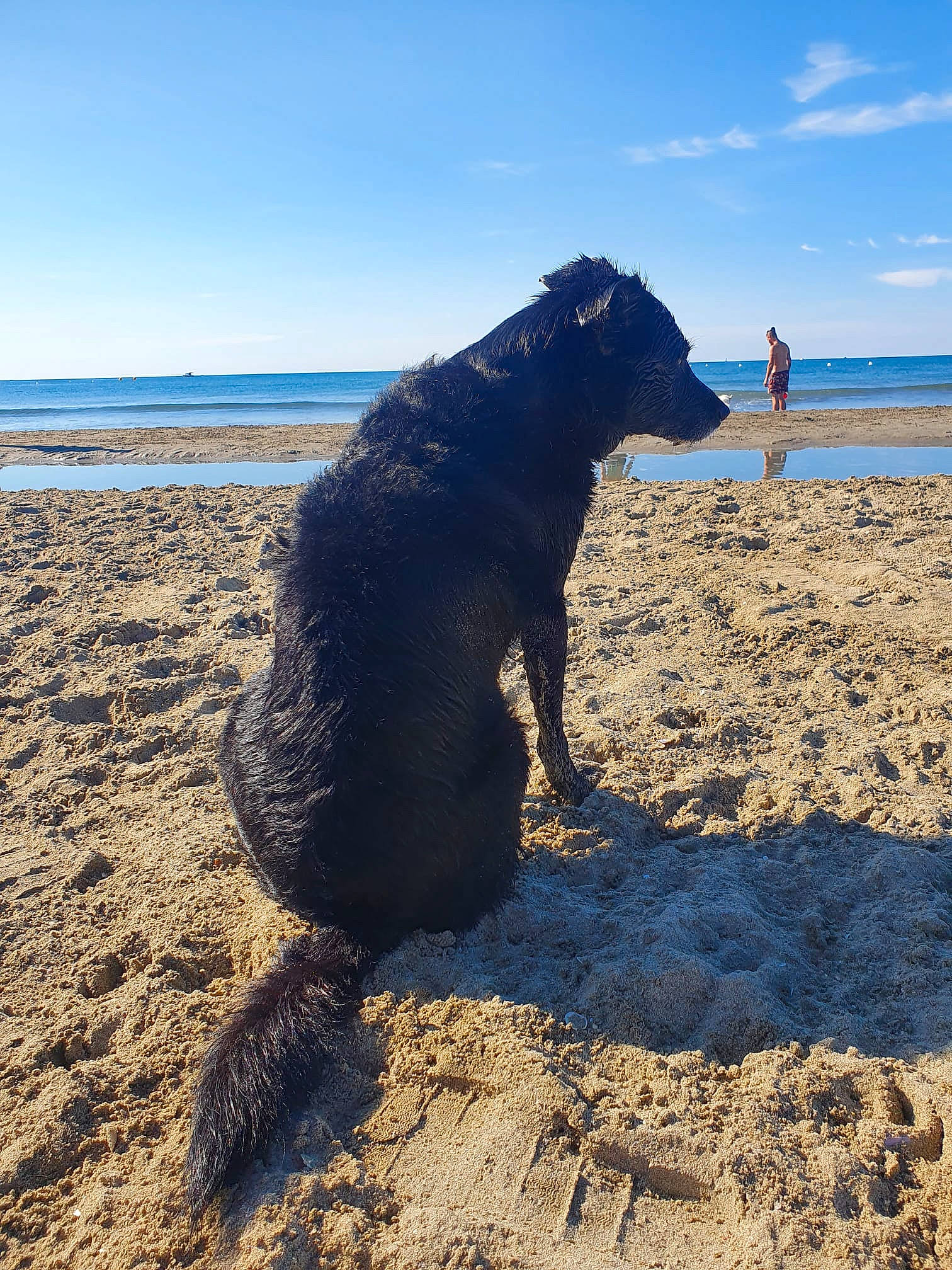 Nanou a rejoint le concours — aidez-le/la à gagner de superbes lots ! azure, beach, carnivore, cloud, coastal_and_oceanic_landforms, dog, dog_breed, electric_blue, horizon, landscape, rock, sand, sky, soil, sporting_group, sunlight, water, wave, wind_wave, wood