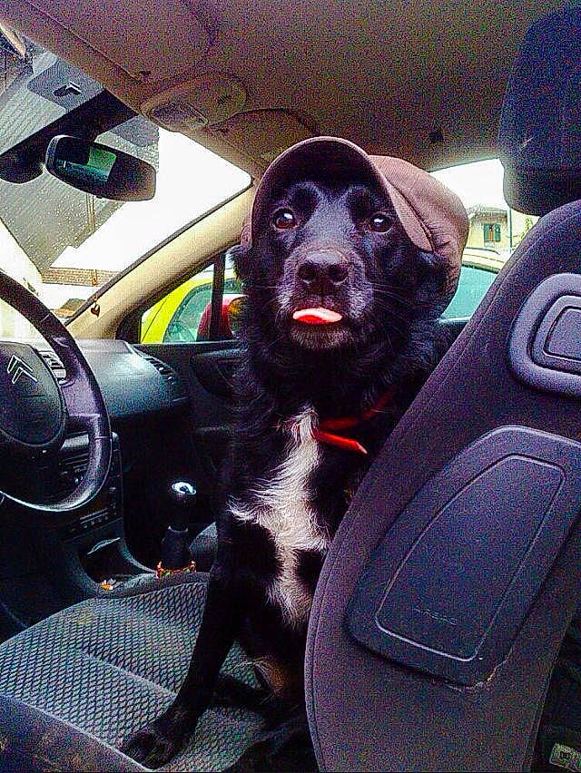 Nanou participe au concours pour gagner de l'argent avec cette photo : auto_part, automotive_design, automotive_exterior, automotive_mirror, automotive_window_part, car, car_seat, car_seat_cover, carnivore, companion_dog, dog, dog_breed, family_car, motor_vehicle, personal_luxury_car, snout, steering_part, steering_wheel, vehicle, vehicle_door