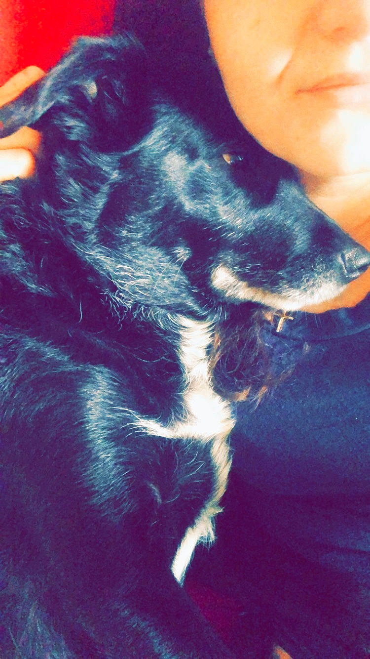 Nanou a rejoint le concours — aidez-le/la à gagner de superbes lots ! canidae, carnivore, companion_dog, dog, dog_breed, dog_collar, ear, electric_blue, foot, fur, gesture, guard_dog, hand, human_leg, paw, snout, sporting_group, tail, whiskers, working_animal