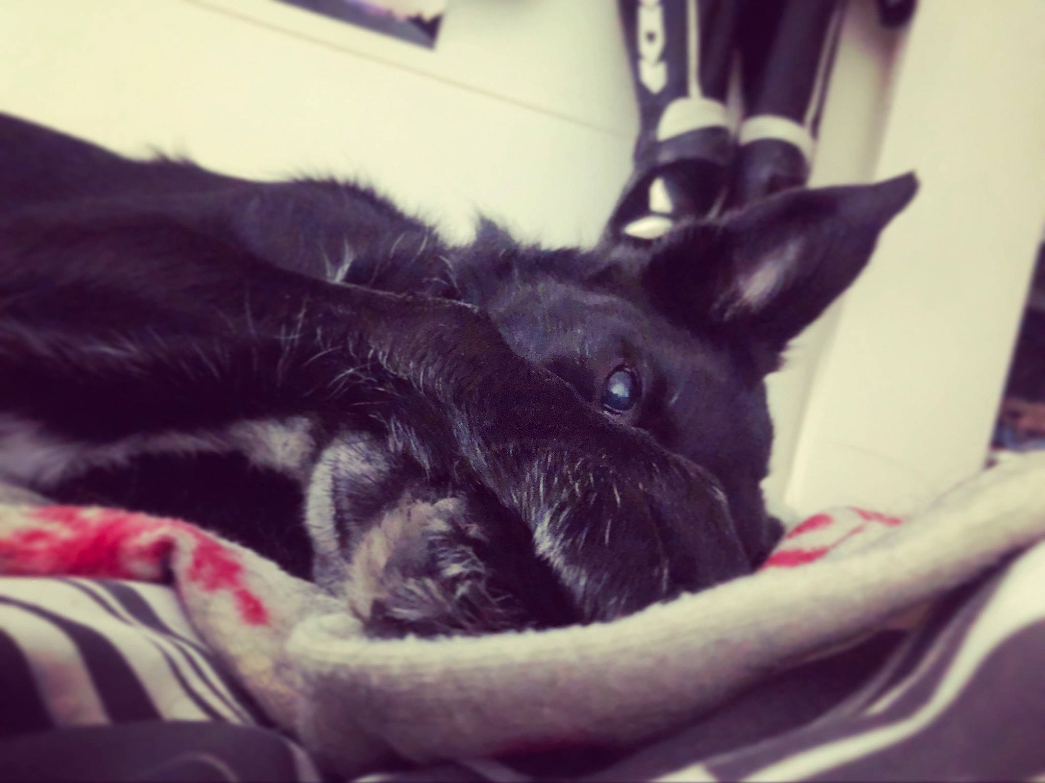 Nanou a rejoint le concours — aidez-le/la à gagner de superbes lots ! black_cat, canidae, carnivore, cat, cloud, comfort, companion_dog, dog_breed, ear, eye, felidae, fur, happy, human_leg, nap, sky, small_to_medium_sized_cats, snout, tail, whiskers