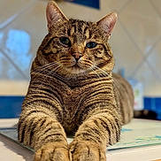 Figaro a rejoint le concours — aidez-le/la à gagner de superbes lots ! abyssinian, animal, cat, egyptiancat, hardwood, kitten, manx, pet, stainedwood, text, wood