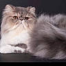 cat, persian_cat, fluffy, long_hair, gray, white, orange_eyes, pet, feline, animal, portrait, studio, indoor, lying_down, relaxed, tail, fur, whiskers, dark_background, purebred