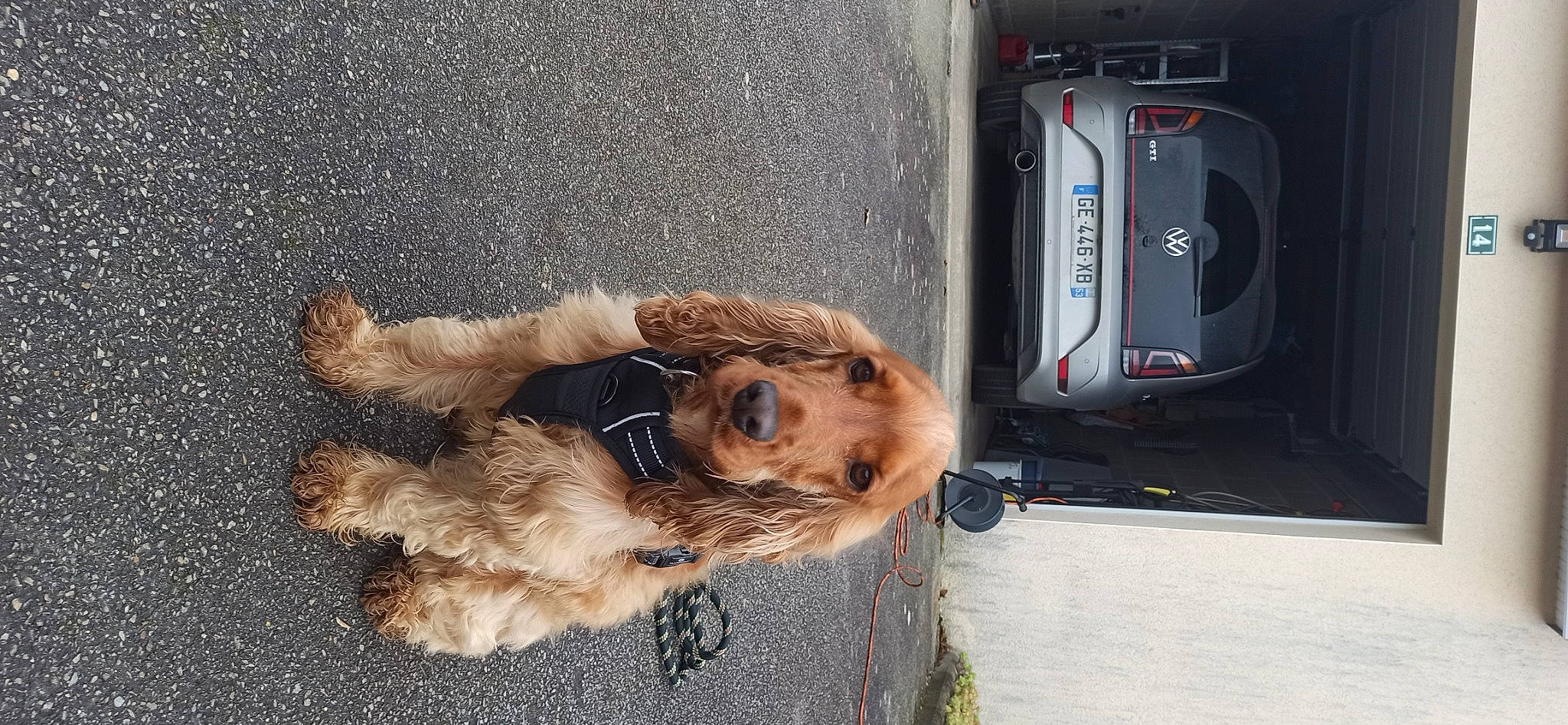 Rémus participe au concours pour gagner de l'argent avec cette photo : asphalt, auto_part, automotive_exterior, automotive_lighting, automotive_tail_brake_light, car, carnivore, companion_dog, dog, dog_breed, family_car, fur, gas, machine, motor_vehicle, road_surface, tail, terrier, vehicle, vehicle_door