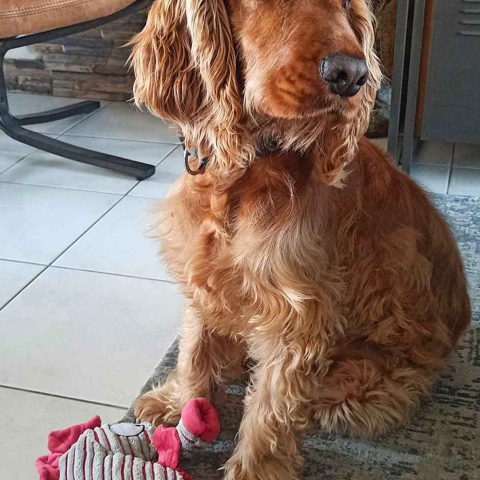 Rémus