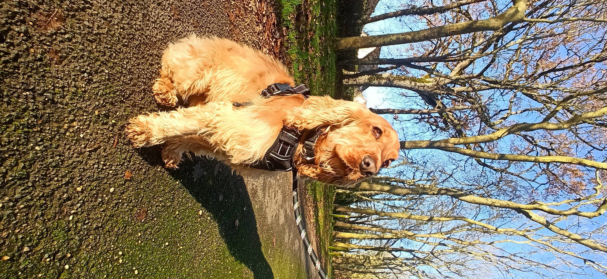 Rémus participe au concours pour gagner de l'argent avec cette photo : canidae, carnivore, companion_dog, dog, dog_breed, fawn, lakeland_terrier, plant, sky, small_terrier, snout, sporting_group, tail, terrier, tree, trunk, twig, water_dog, wire_hair_fox_terrier, wood