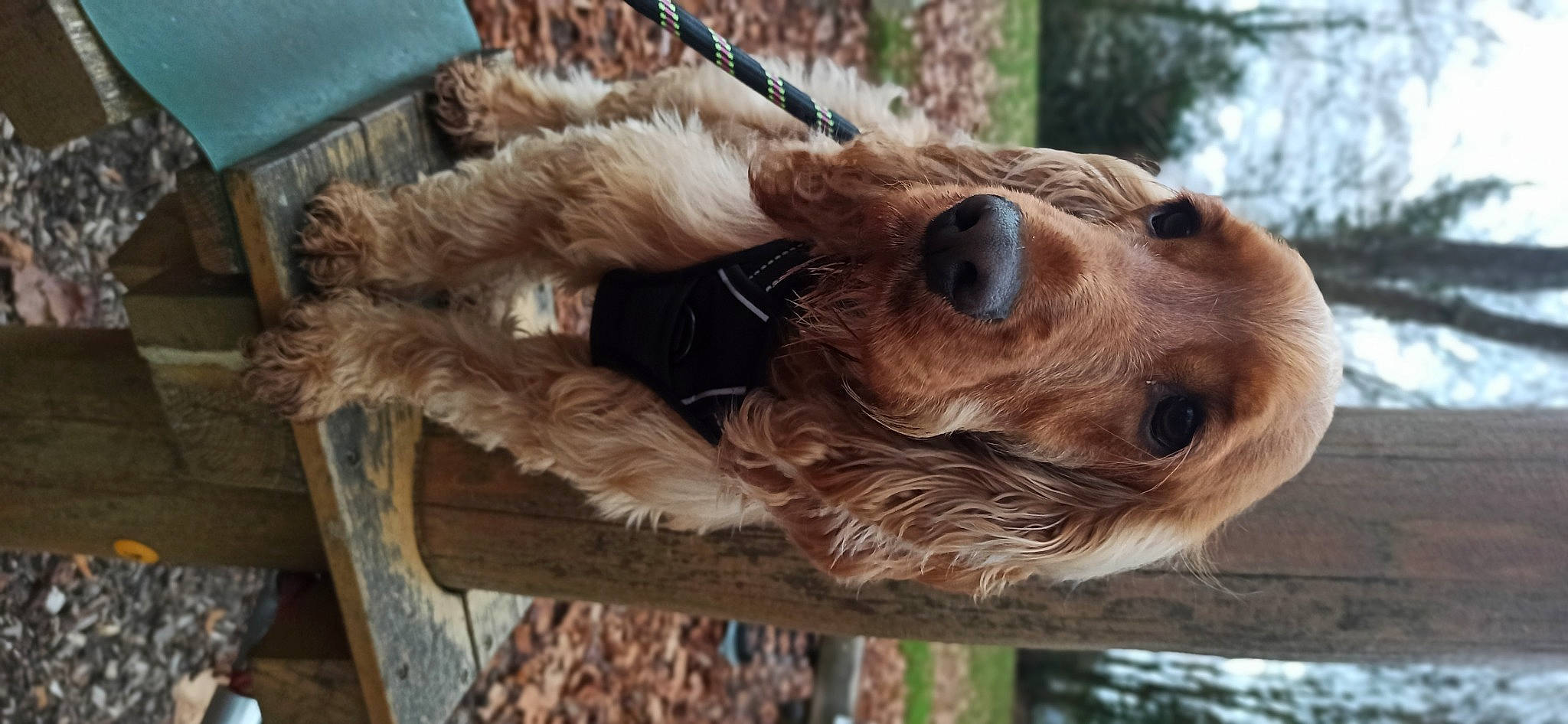Rémus participe au concours pour gagner de l'argent avec cette photo : canidae, carnivore, collar, companion_dog, corgi_chihuahua, dog, dog_breed, fawn, fur, liver, natural_material, pet_supply, smile, snout, spaniel, sporting_group, tree, whiskers, wood, working_animal