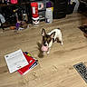 Babygirl is registered to the contest to win money with this photo: dog, puppy, toy, pink, wooden_floor, notebooks, papers, storage_drawer, household_items, water_bottle, floor_vent, indoor, small_dog, ears, pet, playful, room, flooring, container, casual