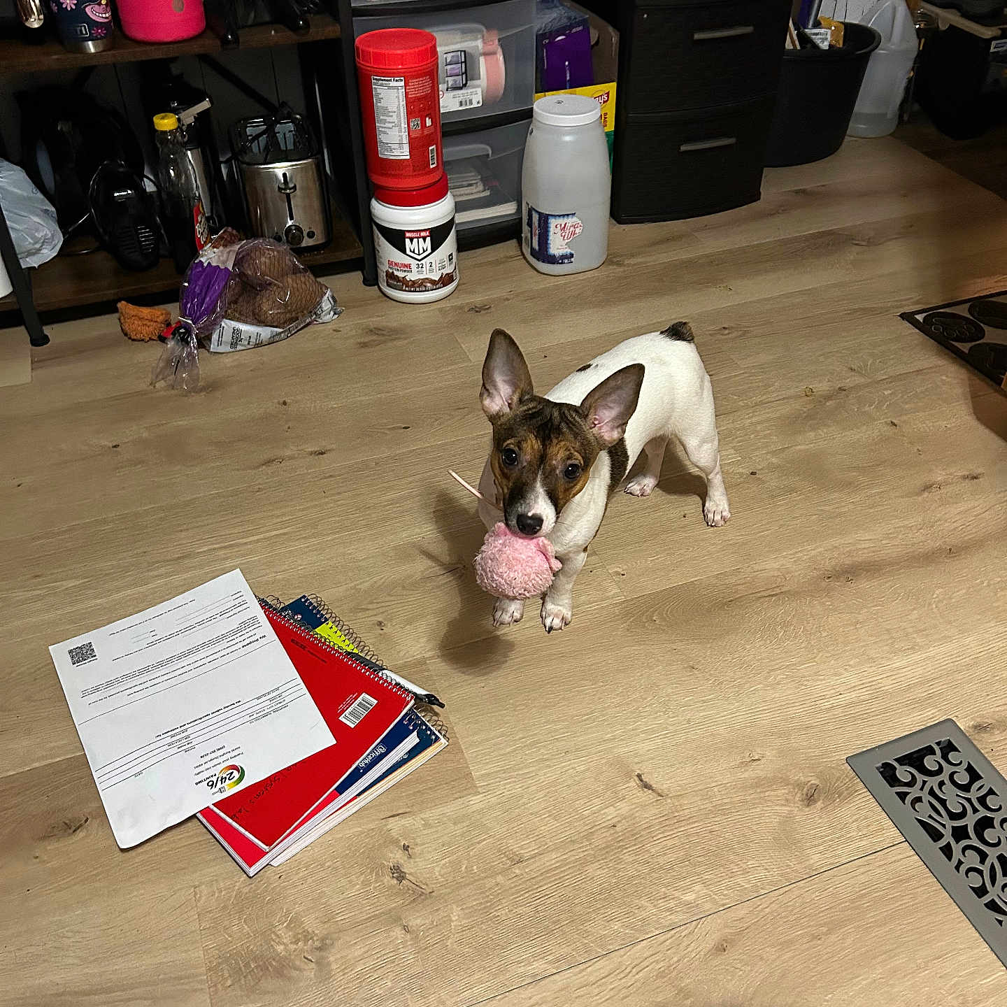Babygirl is registered to the contest to win money with this photo: dog, puppy, toy, pink, wooden_floor, notebooks, papers, storage_drawer, household_items, water_bottle, floor_vent, indoor, small_dog, ears, pet, playful, room, flooring, container, casual