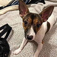 Babygirl is registered to the contest to win money with this photo: dog, puppy, pet, ears, brown, white, black_nose, blanket, fabric, indoor, cute, curious, canine, animal, fur, sitting, looking_up, closeup, companion, domestic