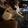Babygirl joined the competition — help win amazing prizes! dog, pet, indoor, leather_chair, brown, white, ears, curious, looking, paw, furniture, home, cozy, canine, animal, companion, resting, casual, cute, small_dog