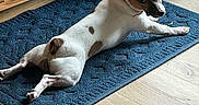 Babygirl joined the competition — help win amazing prizes! animal, blue_rug, brown_and_white, companion, curious, cute, dog, domestic, ears, floor, home, indoor, looking_back, lying_down, mammal, pet, resting, small_dog, wooden_cabinet, wooden_floor