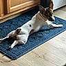 animal, blue_rug, brown_and_white, companion, curious, cute, dog, domestic, ears, floor, home, indoor, looking_back, lying_down, mammal, pet, resting, small_dog, wooden_cabinet, wooden_floor
