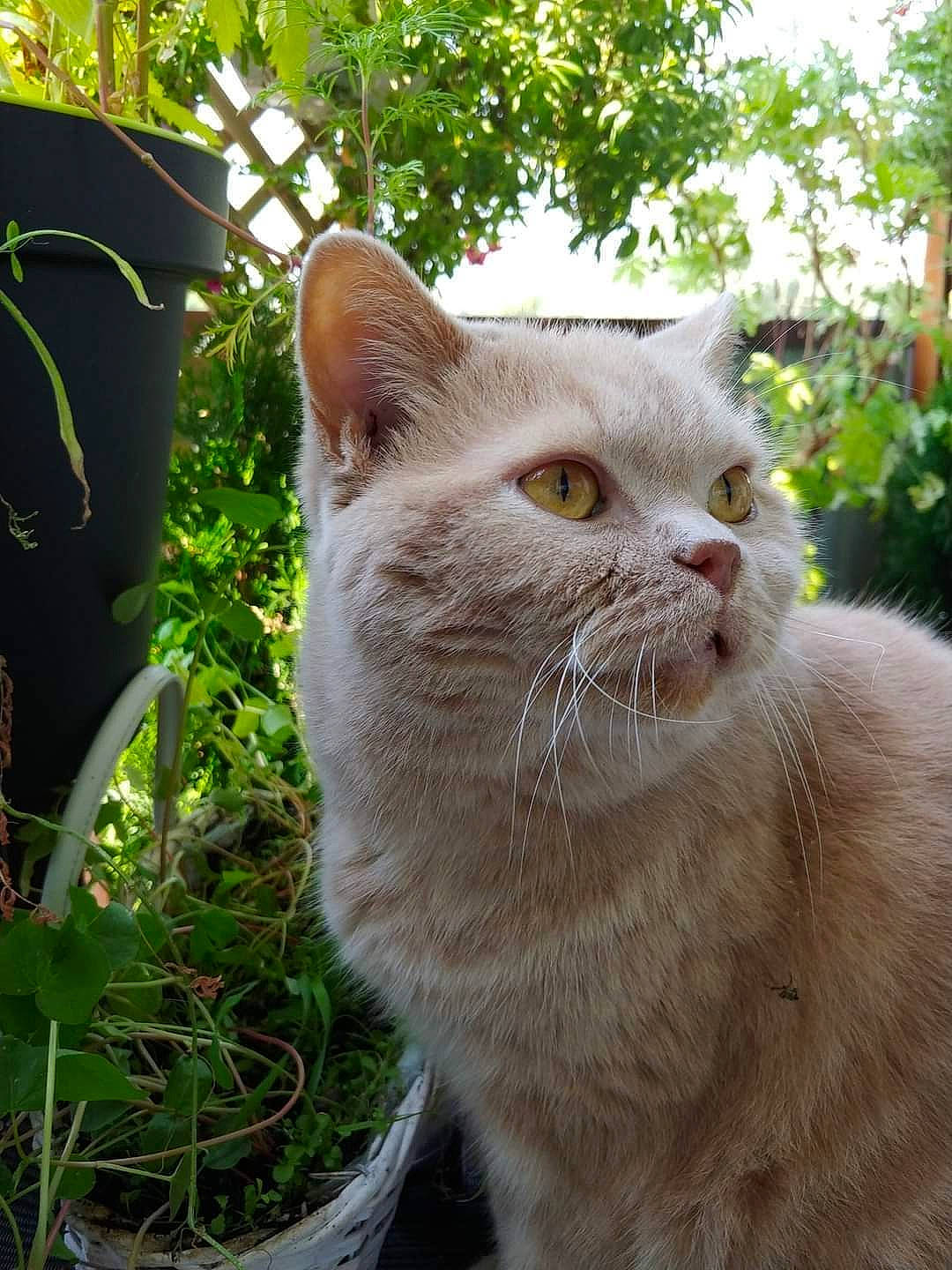 Gucci joined the competition — help win amazing prizes! birman, carnivore, cat, domestic_short_haired_cat, eye, fawn, felidae, flowerpot, fur, grass, herb, houseplant, plant, small_to_medium_sized_cats, snout, tail, terrestrial_plant, tree, whiskers, window