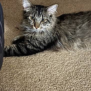Eclipse is registered to the contest to win money with this photo: animal, carpet, cat, close_up, ears, feline, floor, fluffy, fur, gray_cat, home, indoor, long_hair, lying_down, pet, portrait, relaxed, tabby, whiskers, yellow_eyes