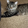 animal, carpet, cat, close_up, ears, feline, floor, fluffy, fur, gray_cat, home, indoor, long_hair, lying_down, pet, portrait, relaxed, tabby, whiskers, yellow_eyes