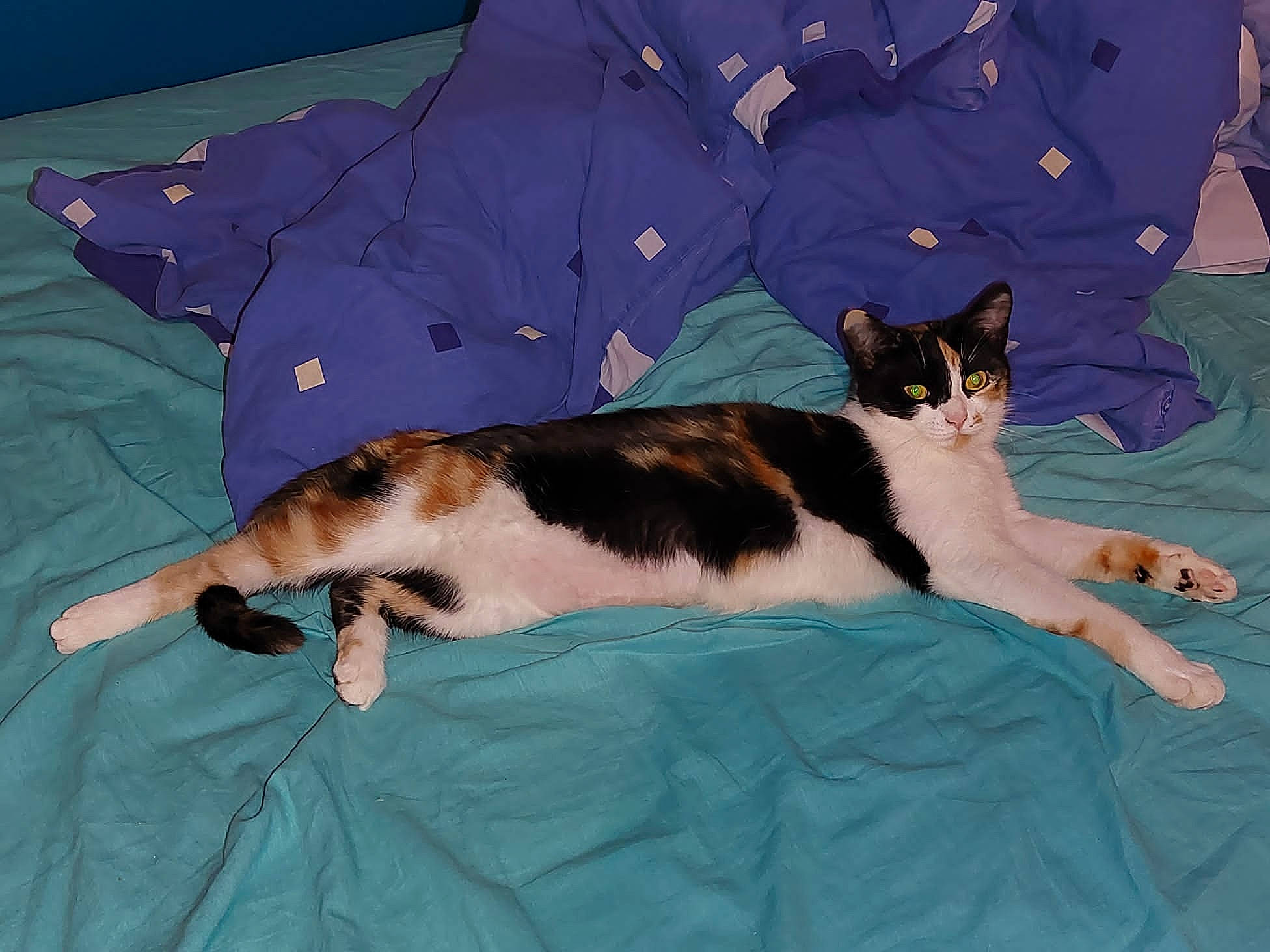 Cookie participe au concours pour gagner de l'argent avec cette photo : bedding, carnivore, cat, cat_supply, comfort, domestic_short_haired_cat, felidae, fur, linens, paw, room, small_to_medium_sized_cats, tail, terrestrial_animal, whiskers