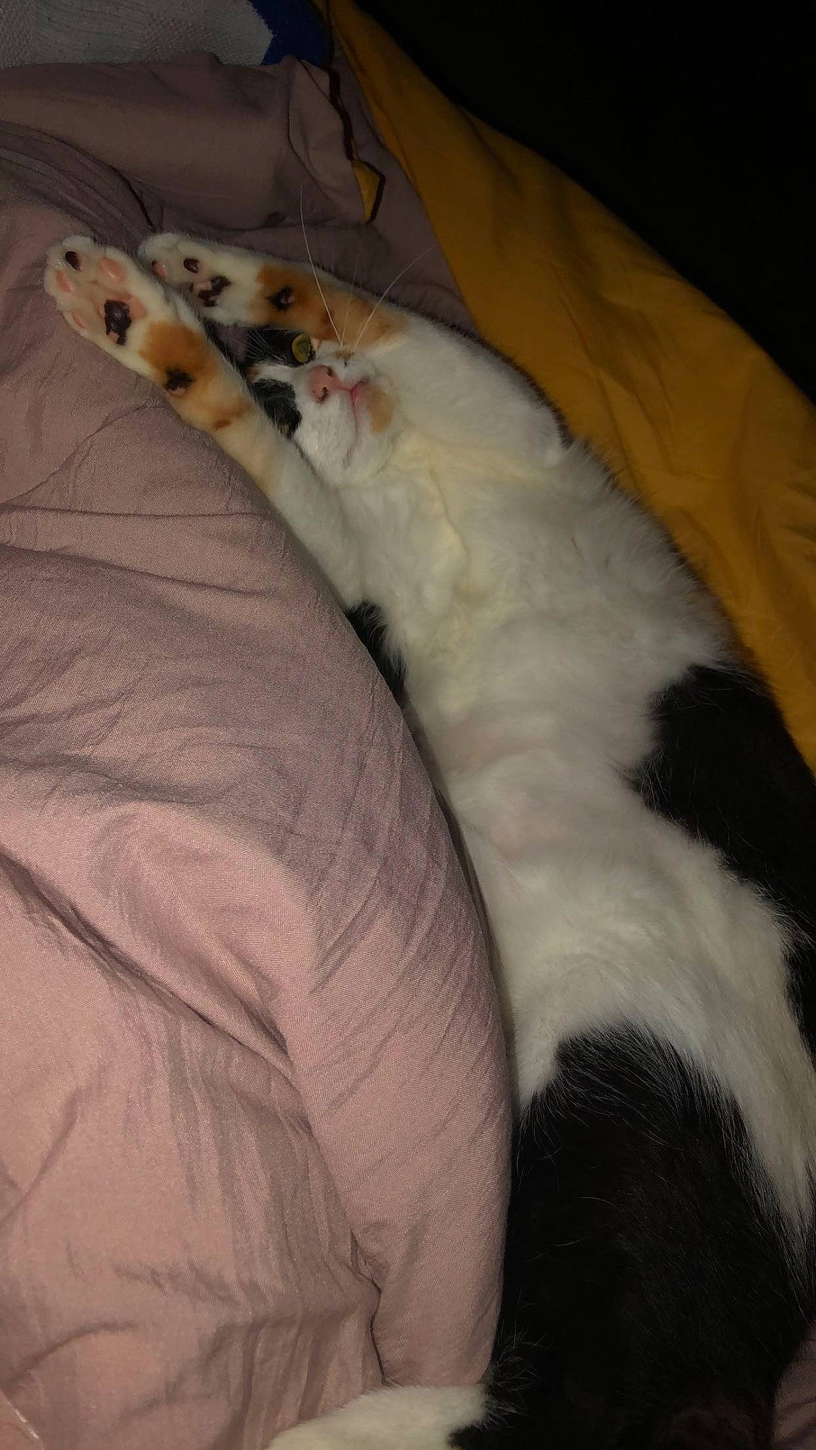 Cookie a rejoint le concours — aidez-le/la à gagner de superbes lots ! blanket, carnivore, cat, comfort, companion_dog, dog_breed, felidae, foot, fur, human_leg, linens, nap, non_sporting_group, paw, small_to_medium_sized_cats, tail, terrestrial_animal, whiskers