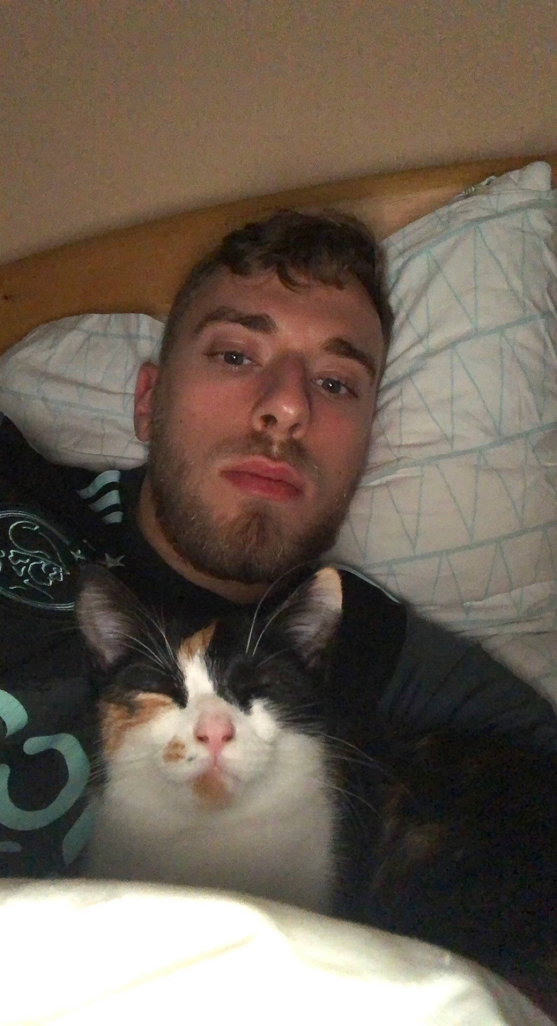 Cookie a rejoint le concours — aidez-le/la à gagner de superbes lots ! beard, carnivore, cat, cheek, comfort, domestic_short_haired_cat, ear, eye, eyebrow, facial_hair, felidae, fur, jaw, moustache, mouth, nose, organ, small_to_medium_sized_cats, snapshot, whiskers