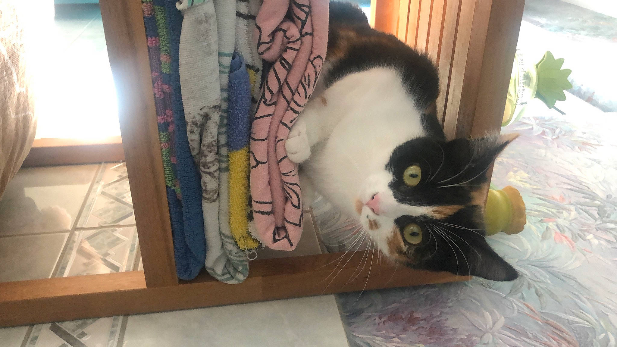 Cookie a rejoint le concours — aidez-le/la à gagner de superbes lots ! box, cardboard, carnivore, cat, comfort, domestic_short_haired_cat, felidae, fur, human_leg, paw, plant, room, sleeve, small_to_medium_sized_cats, snout, tail, temporary_tattoo, whiskers, window, wood