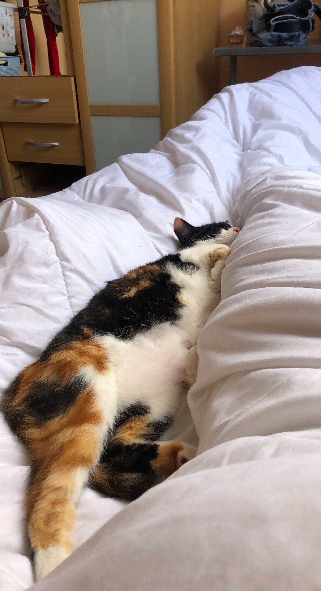 Cookie participe au concours pour gagner de l'argent avec cette photo : bed, bedding, cabinetry, carnivore, cat, chest_of_drawers, comfort, companion_dog, domestic_short_haired_cat, drawer, duvet, felidae, fur, linens, room, small_to_medium_sized_cats, tail, textile, whiskers, wood