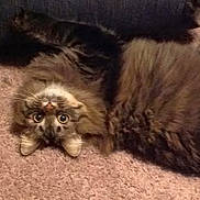 Gabi joined the competition — help win amazing prizes! animal, carpet, cat, couch, cozy, curious, domestic, eyes, feline, fluffy, fur, home, indoor, mammal, pet, relaxed, resting, soft, upside_down, whiskers