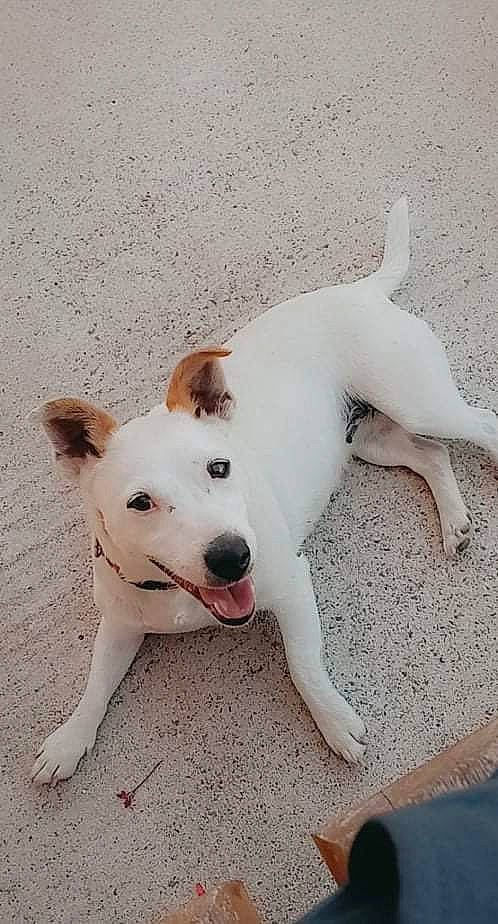 Nessy participe au concours pour gagner de l'argent avec cette photo : ancient_dog_breeds, carnivore, collar, companion_dog, dog, dog_breed, dog_collar, eye, fawn, flooring, non_sporting_group, paw, pet_supply, puppy, street_dog, tail, whiskers, working_animal