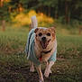 dog, small_dog, sweater, happy, running, outdoor, grass, greenery, park, pet, animal, canine, collar, tag, tongue_out, sunlight, nature, blurred_background, joyful, walking