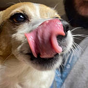 Oreo joined the competition — help win amazing prizes! dog, tongue, close_up, pet, animal, cute, beard, human, face, blue_harness, indoor, whiskers, snout, furry, candid, expression, fur, nose, person, portrait