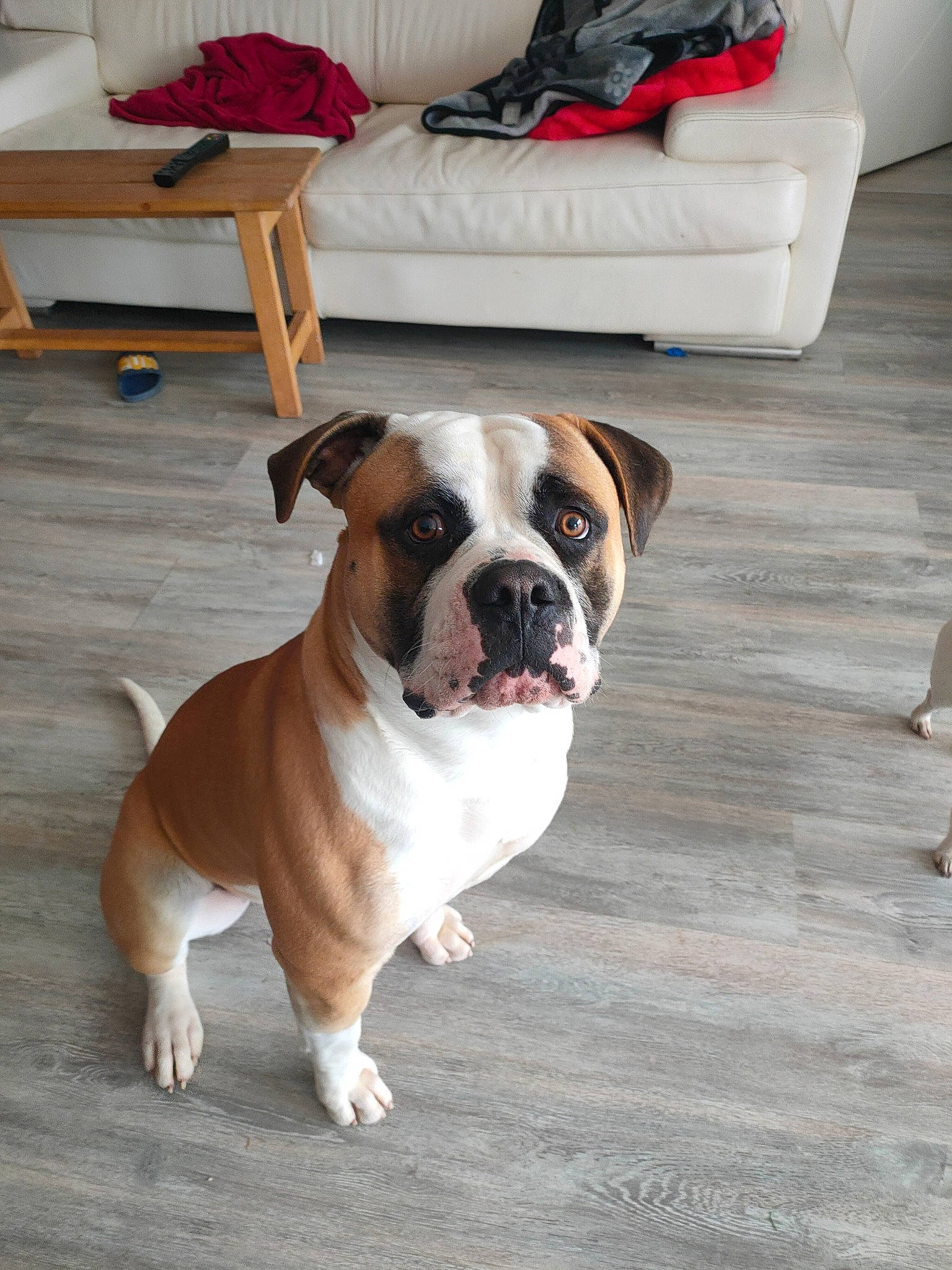 Saïko participe au concours pour gagner de l'argent avec cette photo : bored, bulldog, canidae, carnivore, comfort, companion_dog, couch, dog, dog_breed, fawn, floor, flooring, hardwood, pillow, snout, sporting_group, window, wood, working_animal, wrinkle