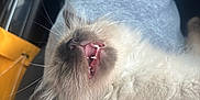 Halo joined the competition — help win amazing prizes! animal, cat, closeup, comfort, cute, domestic, feline, fluffy, fur, gray_pants, indoor, lap, mouth_open, pet, relaxed, resting, sleepy, soft, teeth, whiskers