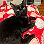 Mooni joined the competition — help win amazing prizes! animal, bedroom, black_cat, blanket, cat, closeup, collar, cozy, cute, domestic_animal, fur, furniture, heart_pattern, indoor, pet, portrait, relaxed, resting, wood_floor, yellow_eyes