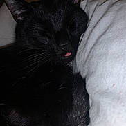 Mooni is registered to the contest to win money with this photo: animal, black_cat, blanket, cat, close_up, cozy, cute, domestic_animal, feline, fur, indoors, peaceful, pet, relaxation, resting, sleeping, snuggling, soft_texture, tongue_out, whiskers