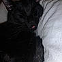 animal, black_cat, blanket, cat, close_up, cozy, cute, domestic_animal, feline, fur, indoors, peaceful, pet, relaxation, resting, sleeping, snuggling, soft_texture, tongue_out, whiskers