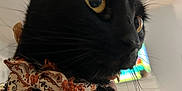 Mooni joined the competition — help win amazing prizes! animal, background_blur, black_cat, bow_tie, cat, close_up, curious, cute, domestic_cat, feline, floral_pattern, fur, indoor, indoor_light, looking_away, pet, portrait, soft_light, whiskers, yellow_eyes