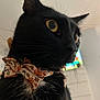 animal, background_blur, black_cat, bow_tie, cat, close_up, curious, cute, domestic_cat, feline, floral_pattern, fur, indoor, indoor_light, looking_away, pet, portrait, soft_light, whiskers, yellow_eyes
