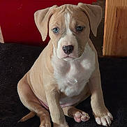 Maïa participe au concours pour gagner de l'argent avec cette photo : animal, blanket, brown_fur, cute, dog, ears, floor, fur, indoor, looking, nose, paws, pet, portrait, puppy, relaxed, sitting, whiskers, white_fur, young