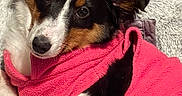 Maya is registered to the contest to win money with this photo: animal, bed, black, blanket, brown, cozy, cute, dog, fleece, fur, indoors, lying_down, pet, portrait, relaxed, resting, soft, warm, white, young