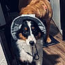 Maya is registered to the contest to win money with this photo: adorable, animal, brown_dog, canine, collar, companions, curious, dog, domestic, flooring, hat, household, indoor, looking, pet, playful, puppy, two_dogs, wooden_floor, young_dog