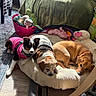 Maya joined the competition — help win amazing prizes! black_white_brown_dog, blanket, brown_dog, carpet, comfortable, cozy, dog, dog_bed, dogs, floor, home, indoor, pet, pets, pink_jacket, relaxing, resting, stuffed_toys, sunlight, toys