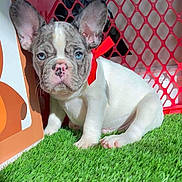 Oreo joined the competition — help win amazing prizes! animal, artificial_grass, blue_eyes, close_up, curious, cute, dog, french_bulldog, grass, gray_fur, indoor, pet, pink_nose, playpen, puppy, red_bow, sitting, small_dog, white_fur, young_dog