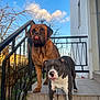 animal, black_and_white_dog, brown_dog, building, clouds, curious, daylight, dog, dogs, outdoor, pet, porch, railing, sky, standing, steps, tile_floor, tongue_out, tree, window
