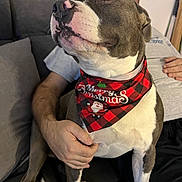 Pablo a rejoint le concours — aidez-le/la à gagner de superbes lots ! bandana, black, brown, celebration, couch, dog, fur, glasses, holding, holiday, indoor, person, pet, plaid, red, relaxed, santa_claus, sitting, smiling, white