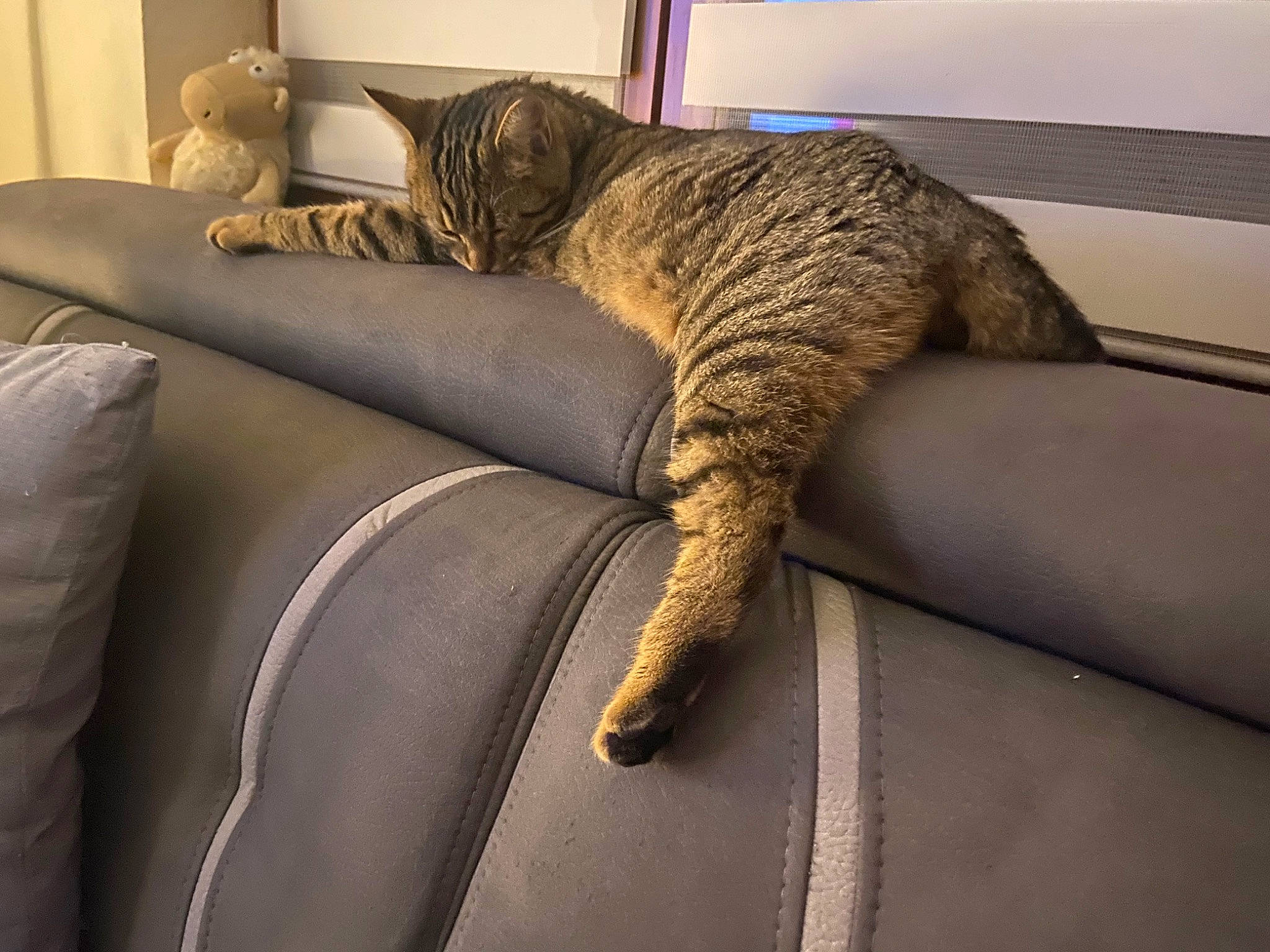 Kira a rejoint le concours — aidez-le/la à gagner de superbes lots ! armrest, carnivore, cat, chair, comfort, couch, fawn, felidae, furniture, grey, interior_design, room, small_to_medium_sized_cats, tail, textile, whiskers, window, window_blind, window_covering, wood